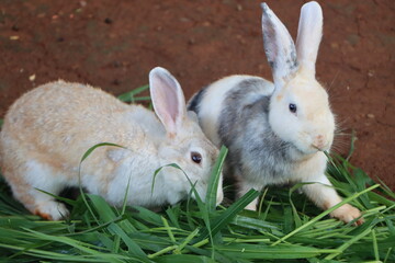 Rabbits are eating grass for food.