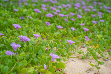 Growing morning glory at the beach.