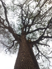 tree in the forest jequitib&aacute; rosa