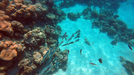 Tropical coral reef. Ecosystem and environment. Egypt. Near Sharm El Sheikh