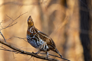 Ruffed Grouse (Bonasa umbellus) perched on a bare tree limb during autumn. 