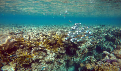 Tropical coral reef. Ecosystem and environment. Egypt. Near Sharm El Sheikh