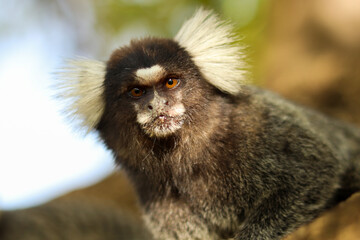 Marmoset monkeys in the city of Aracaju, in Sergipe, Brazil.
