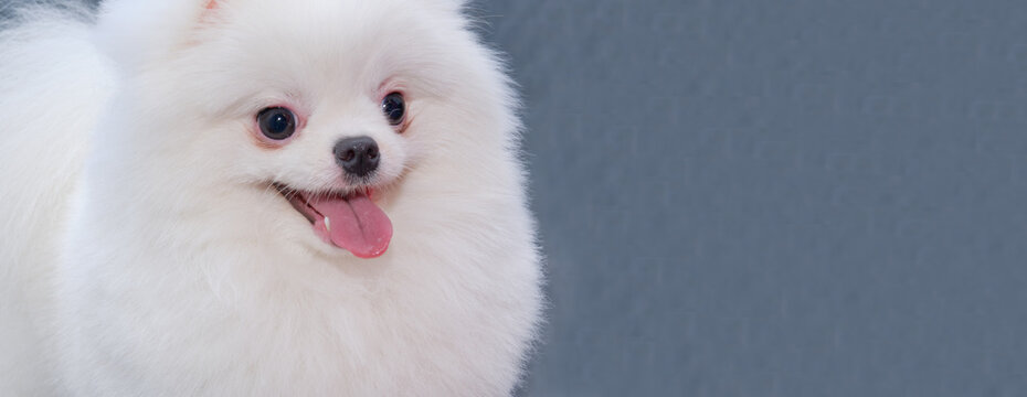 Pomeranian Close-up Haircut In A Grooming Salon.