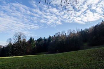 Polana w lesie - Pieniny