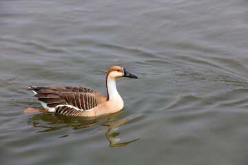 Geese swim in the water of a park, China