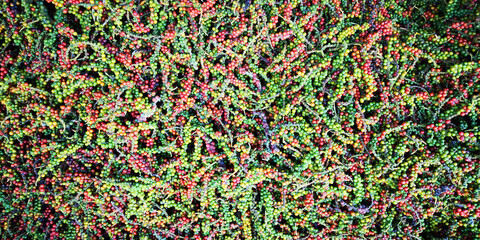 poivre frais vert et rouge de Phu Quoc, Vietnam, à sécher