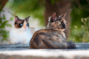 Streunerkatze