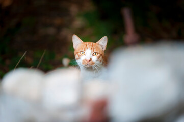 Streunerkatze