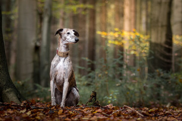 gestromter Galgo sitzt im herbstlich gelben Wald