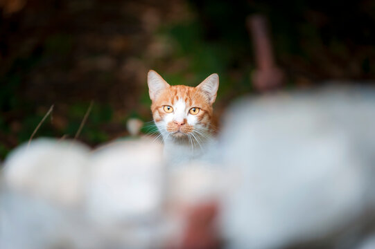Streunerkatze