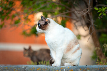 Streunerkatze