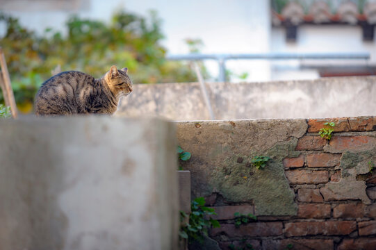 Streunerkatze
