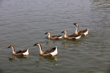 Geese swim in the water of a park, China