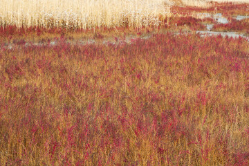 Field of Suaeda japonica Makino(Angelica Utilis Makino) in the salt pond. Autumn background.
