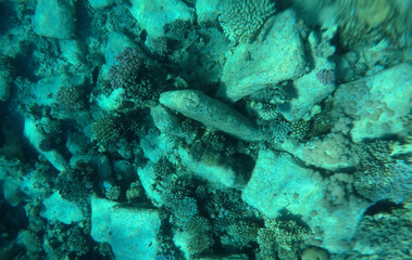 A mysterious jumble of limestone building blocks at the bottom of the Red Sea. Sharm El Sheikh, Egypt 