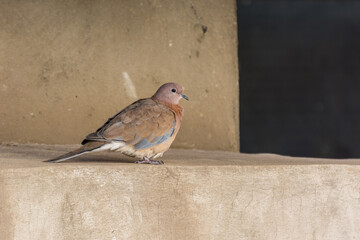 A grey laughing dove perching on the roof next to a window in Tehran, Iran