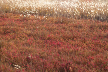 Field of Suaeda japonica Makino(Angelica Utilis Makino) in the salt pond. Autumn background.
