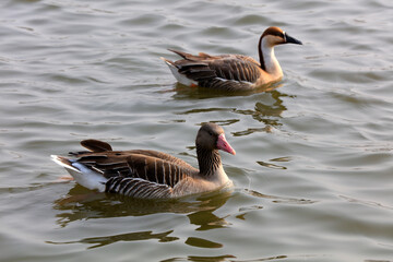 Grey geese swim in park water, China