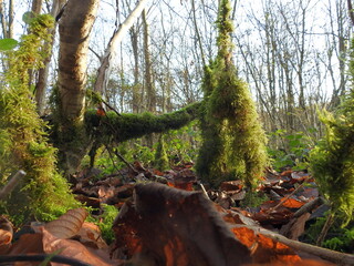 mosses and lichens in England