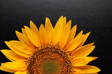 Half a sunflower on a black background. Beautiful bright background. Summer. Sunny