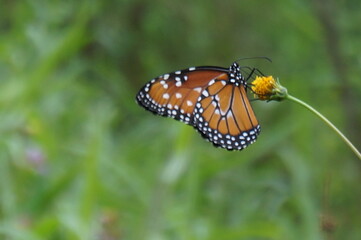 butterfly on a flower