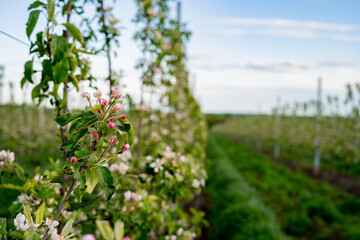 Obraz premium beautiful flowers on the apple tree in nature
