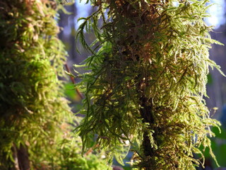 mosses and lichens in England