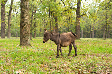 Portrait of a lovely donkey. Donkey outdoors in nature.