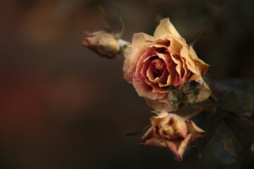 Frozen rose flower. Frosty garden plant in autumn, black background. Floral macro with leaf and...