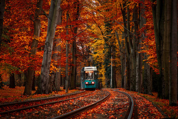 blue tram in the autumn forest in poland wroclaw - obrazy, fototapety, plakaty