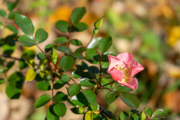 Obraz premium Hundsrose im Herbst