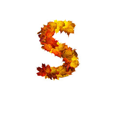 Colorful autumn leaves isolated on white background as letter S.