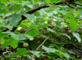 Chipmunk Sitting on a Rock