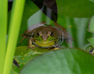 Frog in the Water