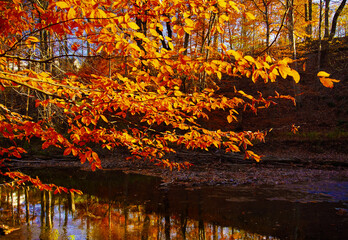 Golden Reflections