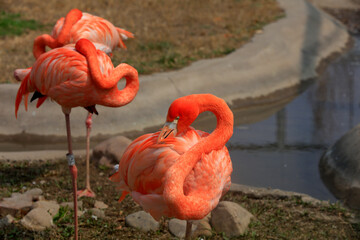 Flamingos play in park cages, China