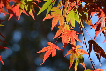 カエデの葉