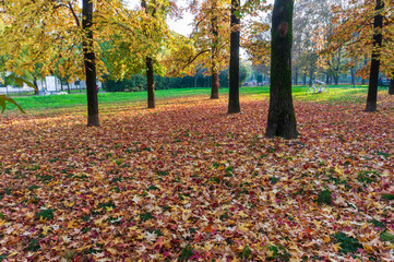 Autumn leaves fallen from a tree; carpet of leaves on a meadow of a city park