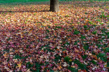 Autumn leaves fallen from a tree; carpet of leaves on a meadow of a city park