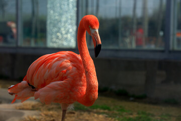 Flamingos play in park cages, China