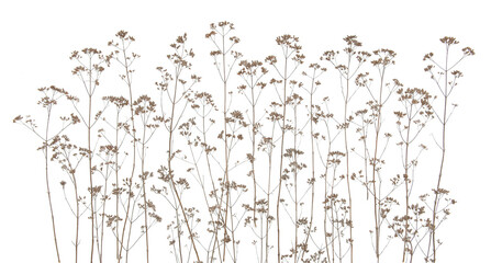 Fototapety  Dry field flowers isolated on white background. Dry wild meadow grasses or herbs.