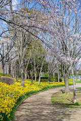 Fototapeta na wymiar 満開の水仙が咲く公園