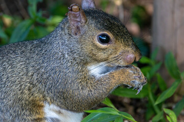 Gray Squirrel Closeup