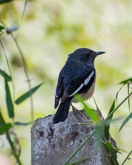 Fototapeta premium robin bird on the branch