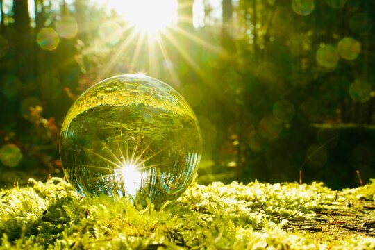 Lensball im Wald