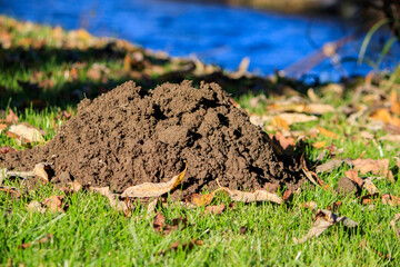 Maulwurfshügel im Herbstlicht