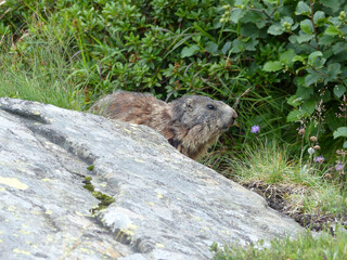 Naklejka na ściany i meble Alpine marmot in high mountains in Austria