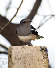 Oriental Magpie-Robin