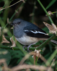 oriental magpie robin